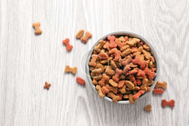 What a Newbie Should Know about Dog Food