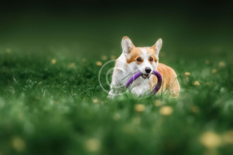 Do Welsh Corgi Have Anxiety or Depression?